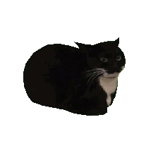maxwell
